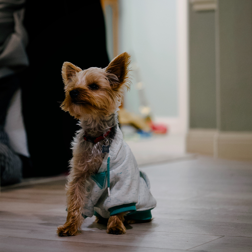 Tony, the Yorkie, sitting the kitchen doorway with head of his sweater off. He has questions.