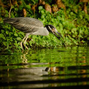 Yellow-crowned Night Heron at the edge of a pond catching a blue berry in its beak. Its image is reflecting off the lightly rippled water surrounding it, with vibrant green plants in the background.