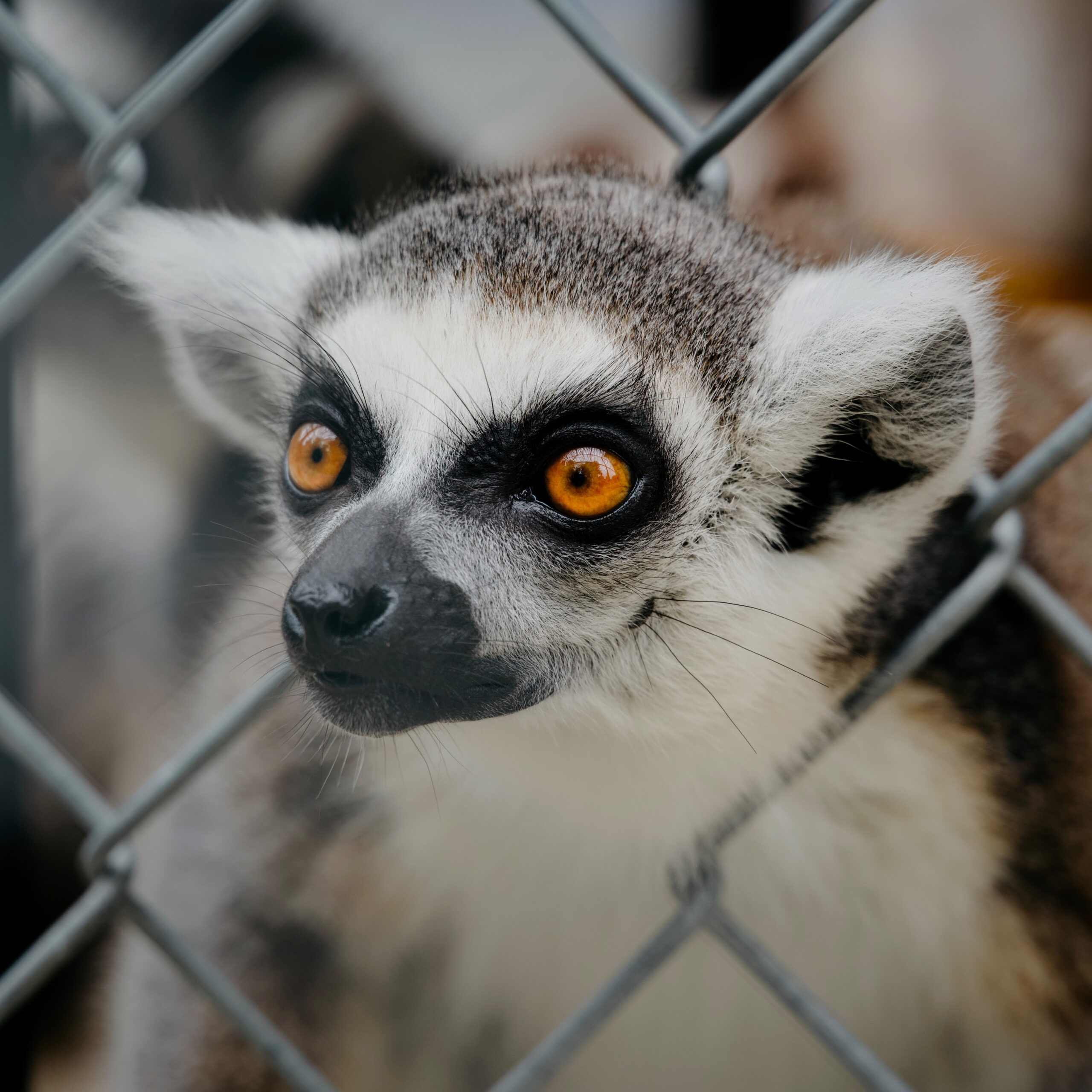 There was a single Lemur that had a unusually small heard and so could