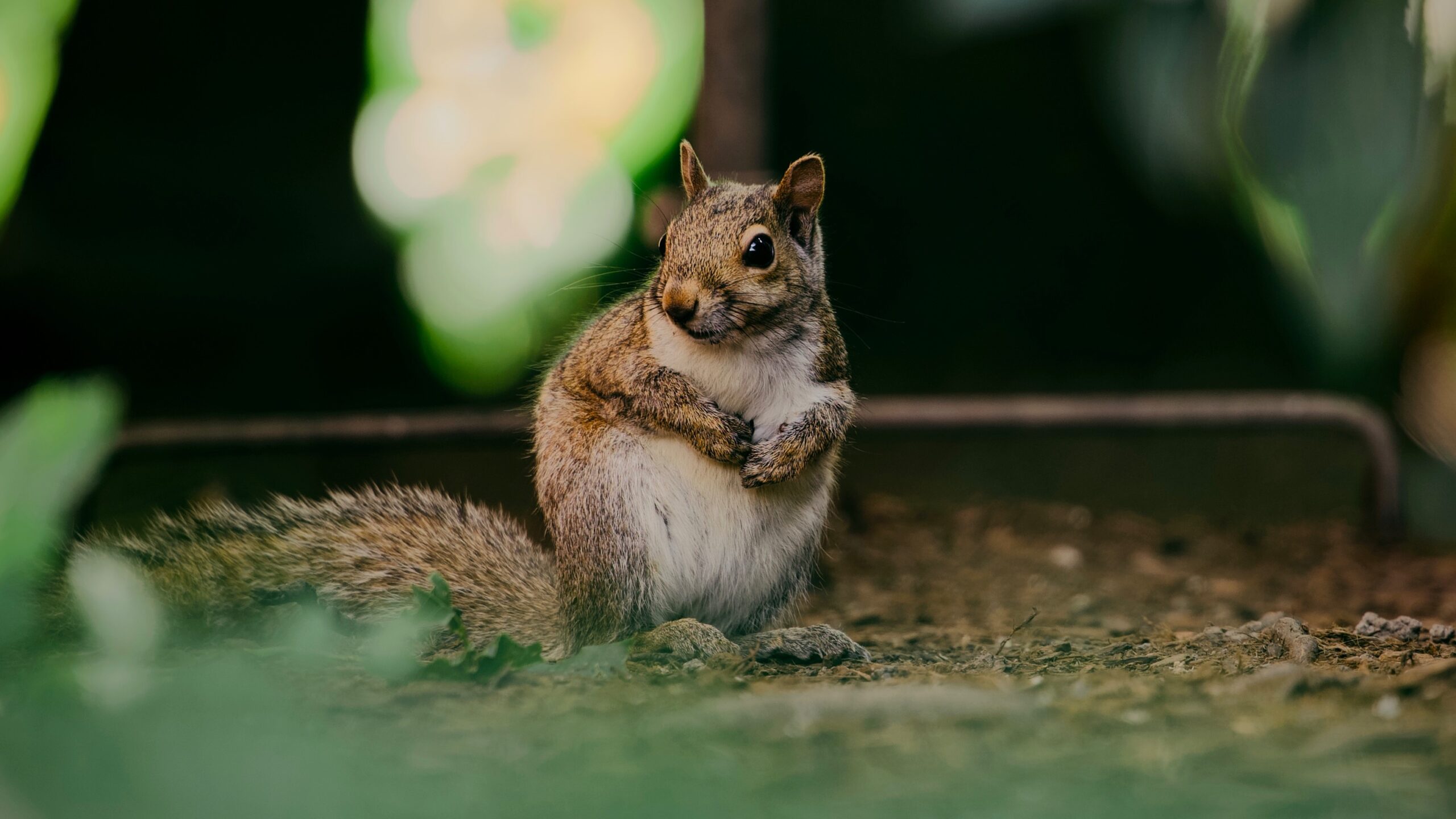 Plotting a bird-seed heist.
