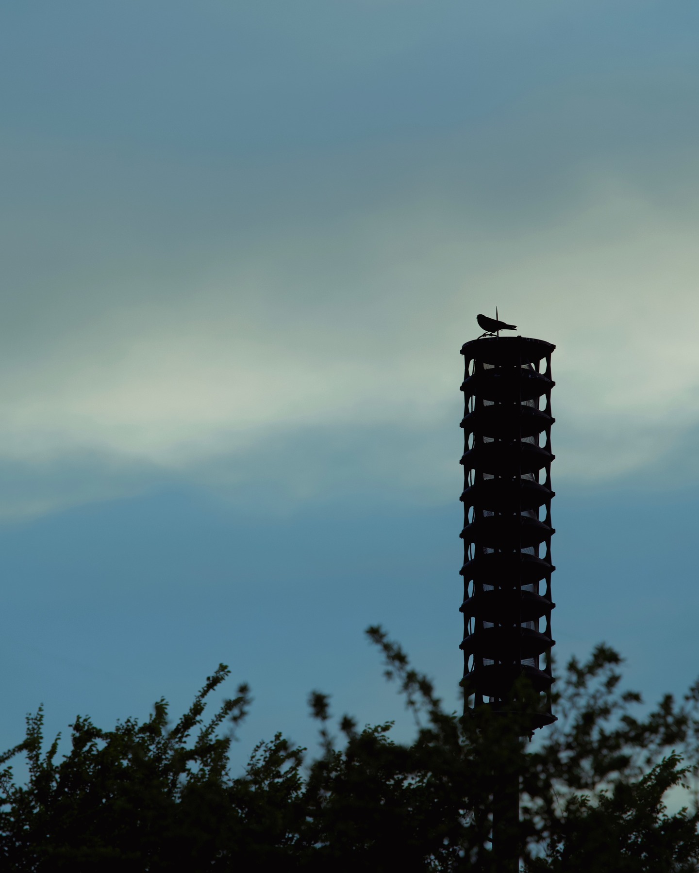 Lone watcher at twilight. #birdshots