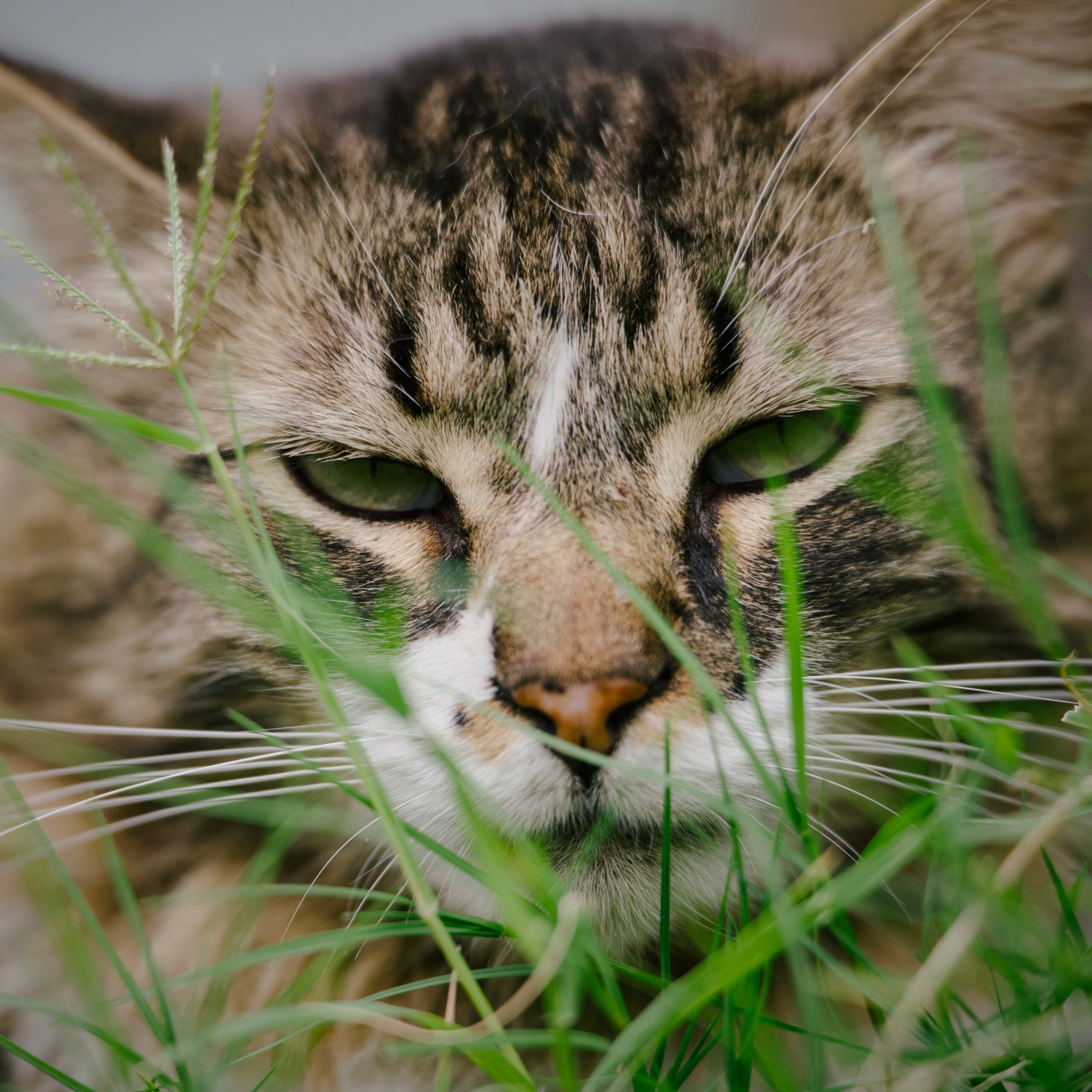 Bob T. Cat has about had it with all of it.