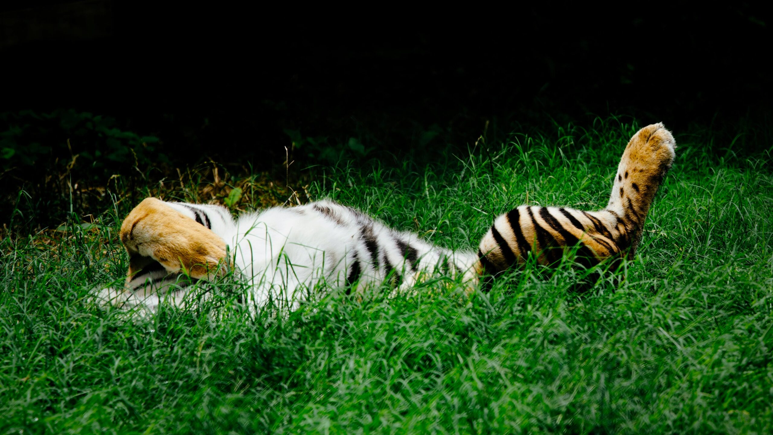 Naptime for the big fella'