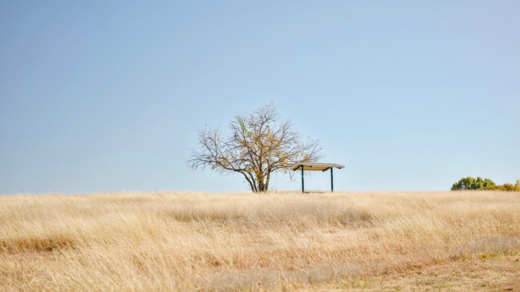 Tree at the park