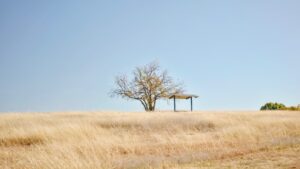 Tree at the park