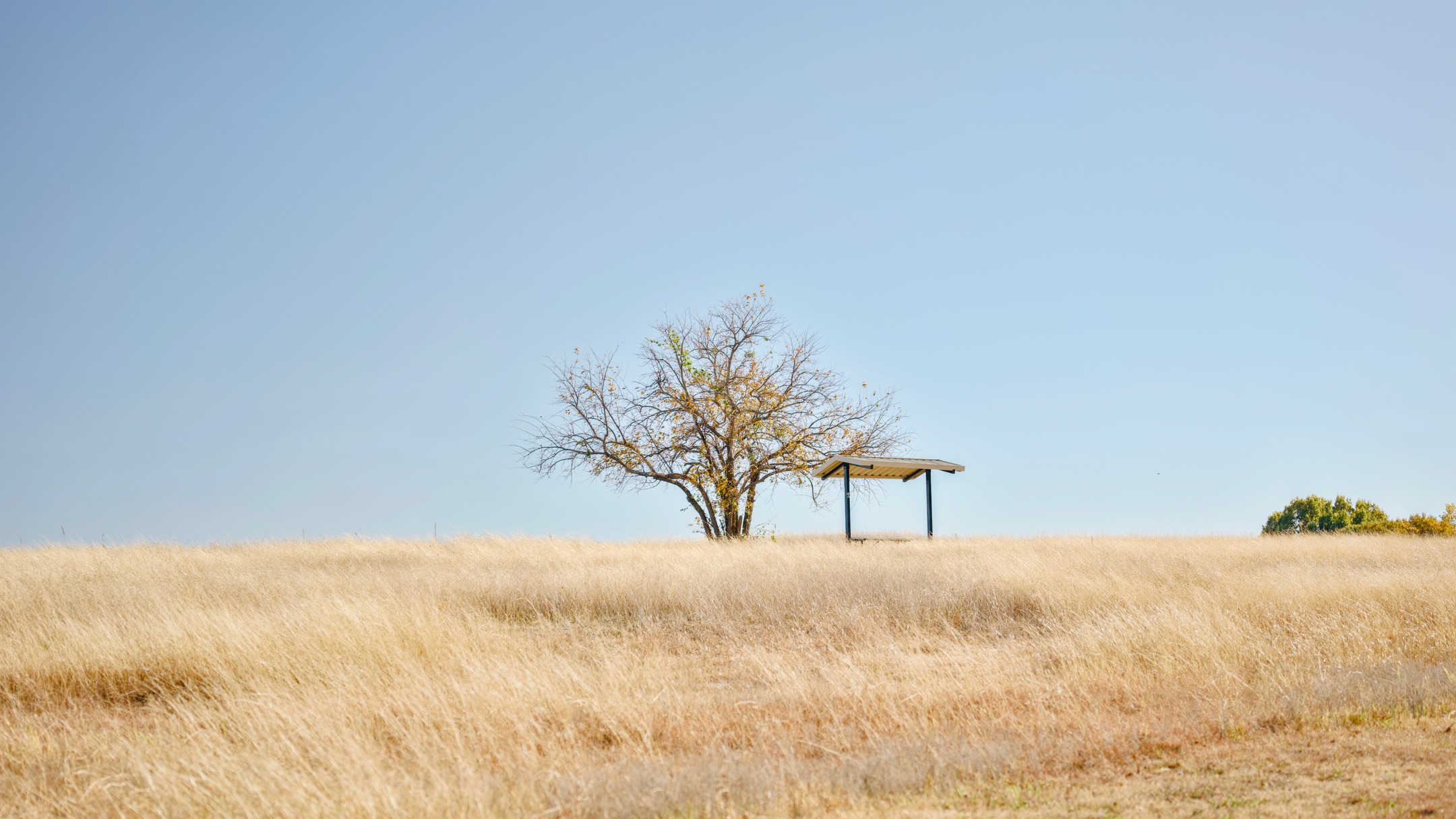 Tree at the park
