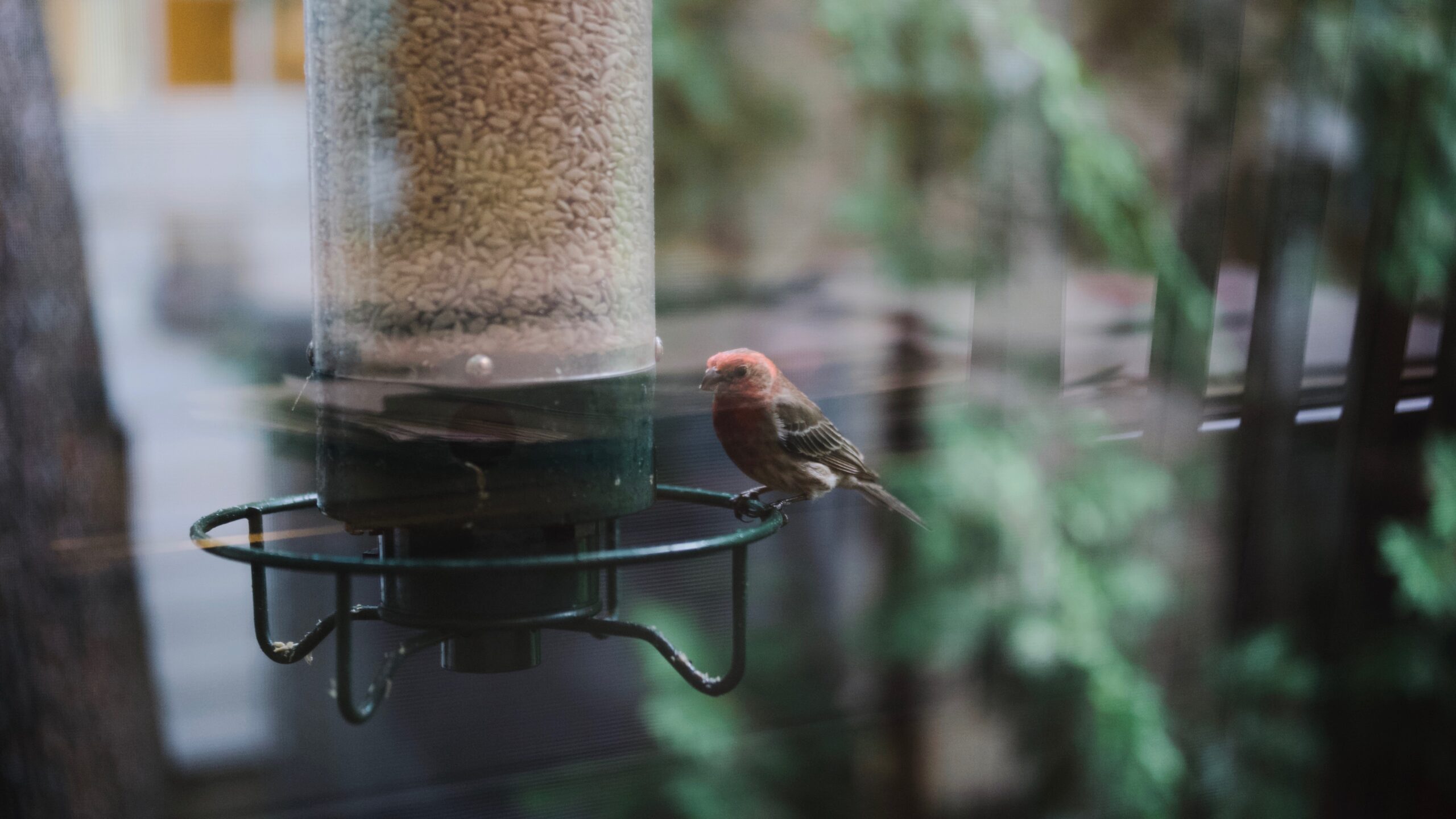 Fought the reflections and screen trying to shoot these buggers the wh