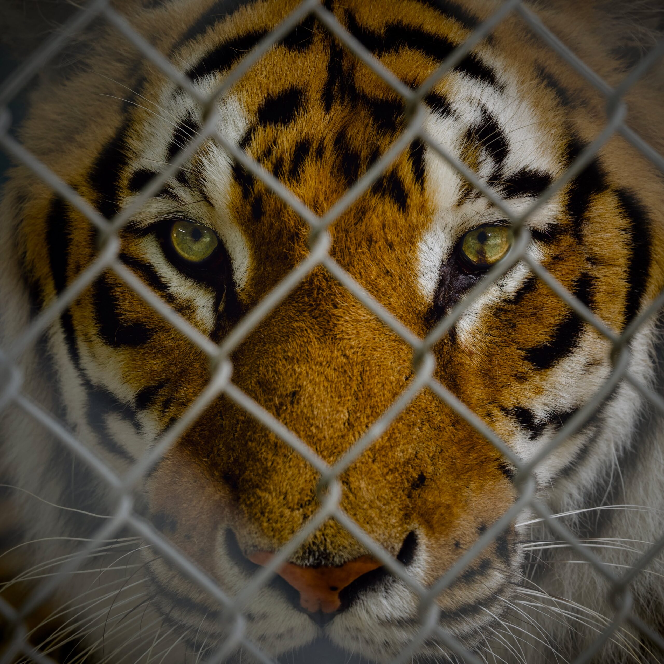 Looking right THROUGH you...