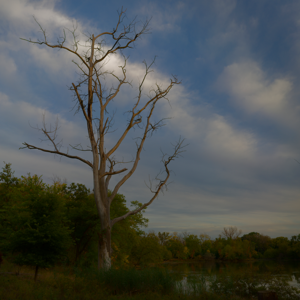Tree without leaves stands on the side of the pond in the closing light of the day. Surrounded by sun kissed grass and bushes