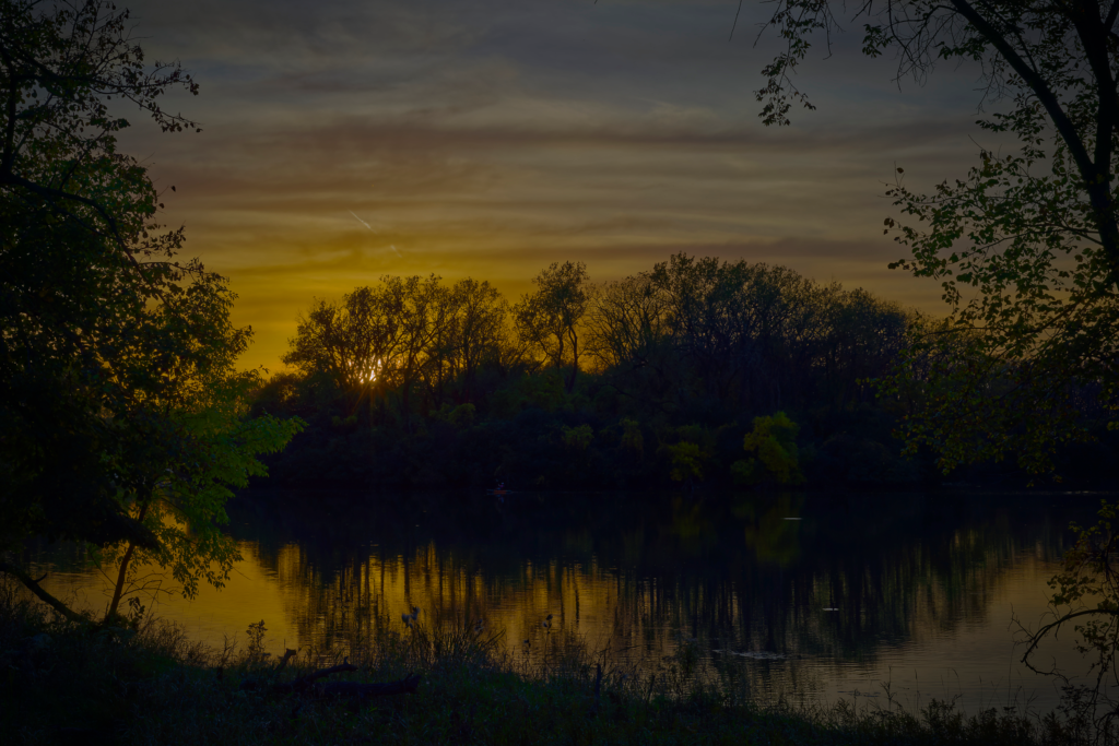 Setting sun behind a row of trees that have a pond in front of them. The near shore is in the foreground with one plant that is green enough to stand out in the closing light of the day.