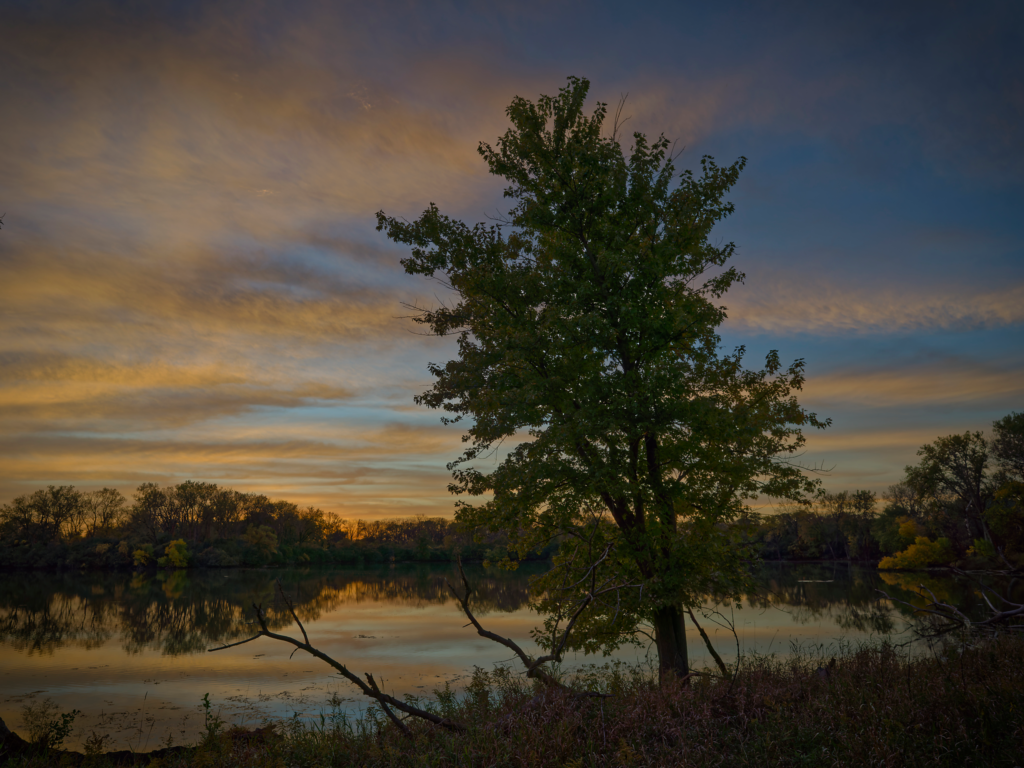 Tall tree standing at the left of the frame along the side of a pond in the closing light of the day. Sunset sky and dark forest surround with just enough light for the tree to be the only one that shows some green in the closing light.