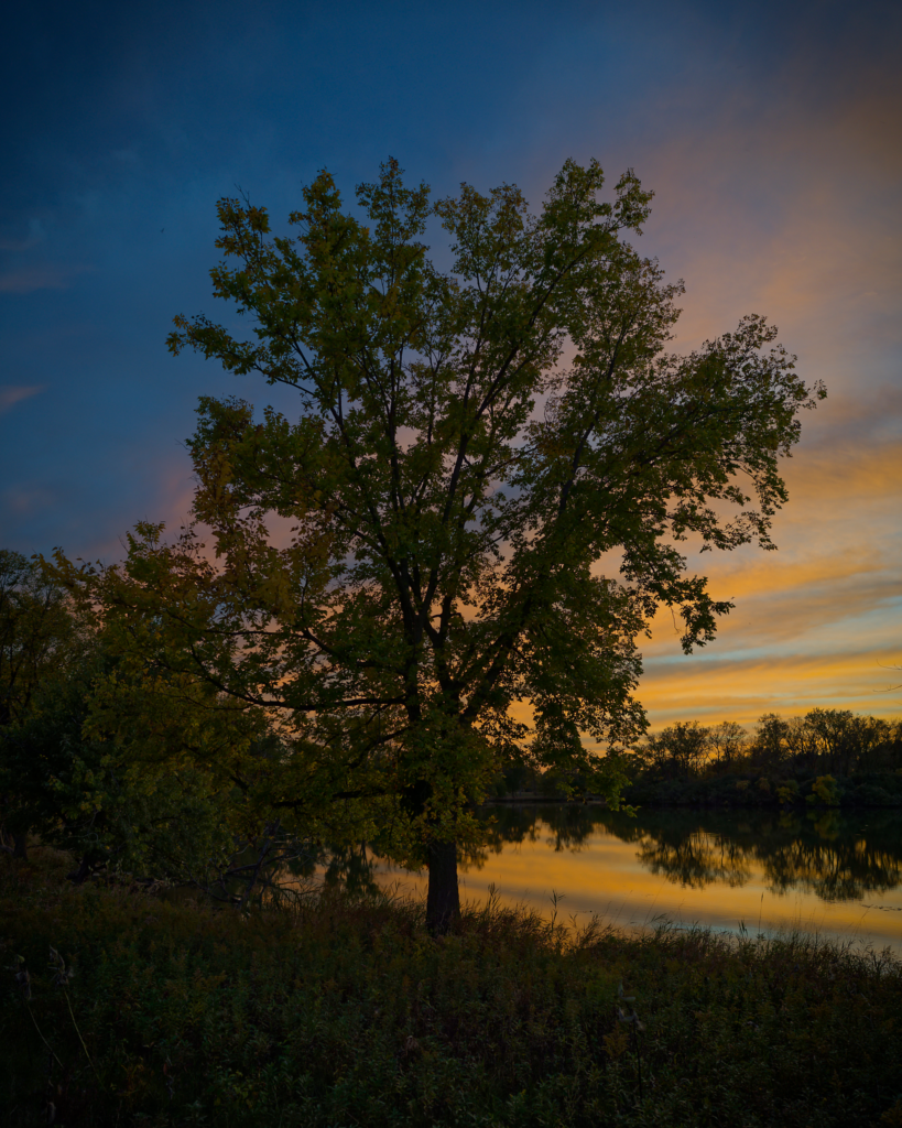 Large tree beside a pond at sunset. The clouds are painting blue, orange and pink.
