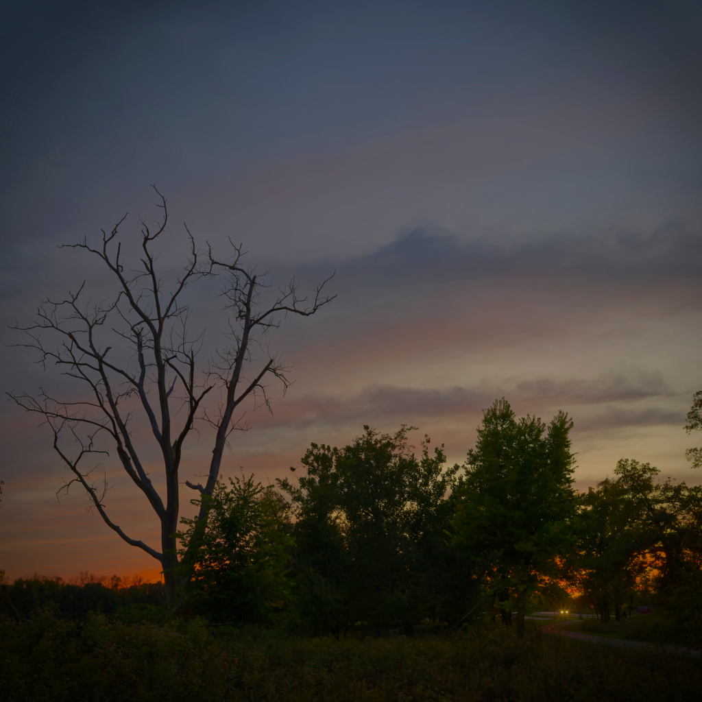 Landscape shot of a field in the foreground and a line of trees on the horizon. One tree, without leaves is taller than the rest silhouetted against the sunset clouds in the sky. Just along the horizon line there is an opening in the trees that shows the headlight of a car on a winding road towards the viewer.