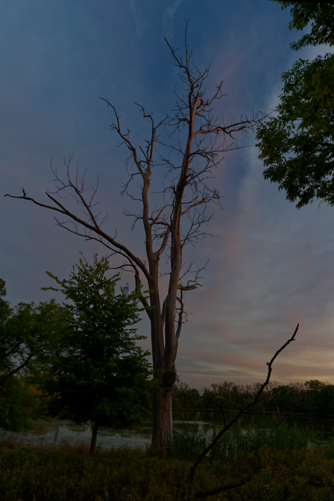 Tall leafless tree standing tall against a sunset sky of blue and pink.